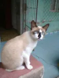 gatao