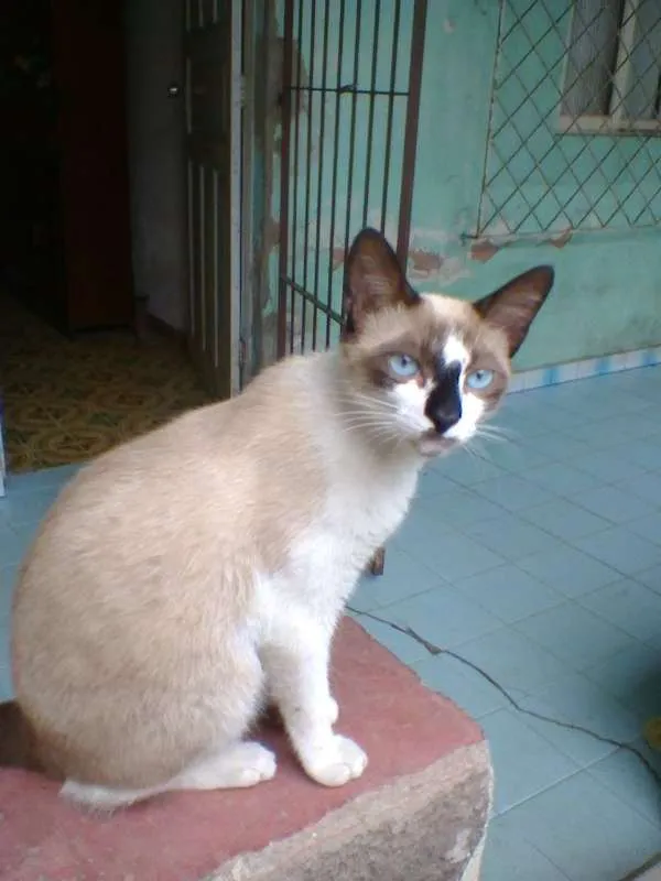 Gato raça mestiço idade 7 a 11 meses nome gatao