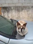 gatao