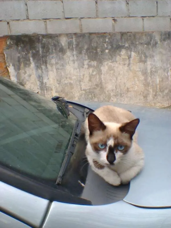 Gato raça mestiço idade 7 a 11 meses nome gatao