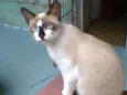 gatao