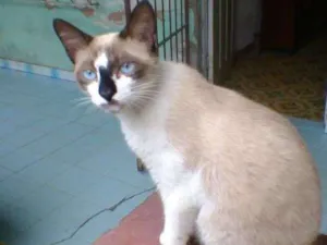Gato raça mestiço idade 7 a 11 meses nome gatao