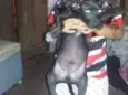 Pretinho