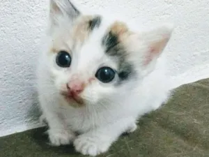 Gato raça Viralata idade 2 a 6 meses nome Sem nome