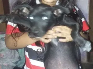 Cachorro raça SRD  idade 7 a 11 meses nome Pretinho