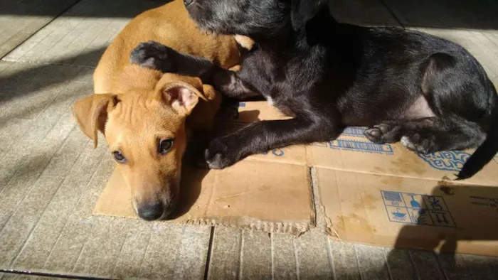 Cachorro ra a Sem Raça Definida idade 2 a 6 meses nome Romeu
