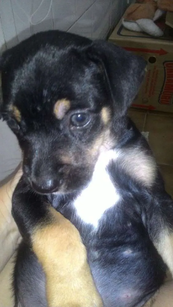 Cachorro raça Srd idade Abaixo de 2 meses nome Simba