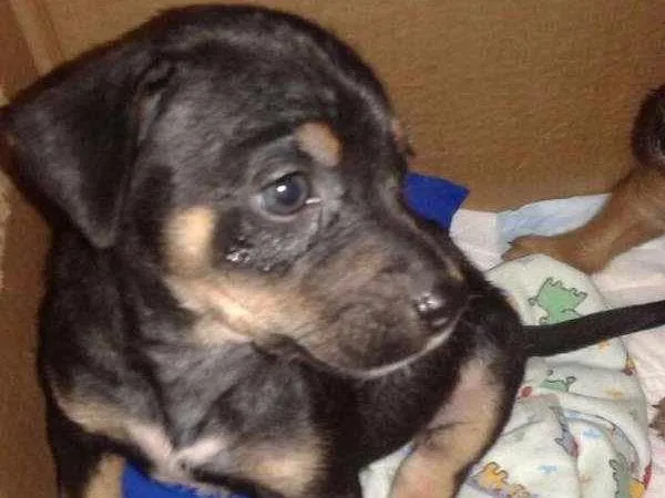 Cachorro raça Srd idade Abaixo de 2 meses nome Simba
