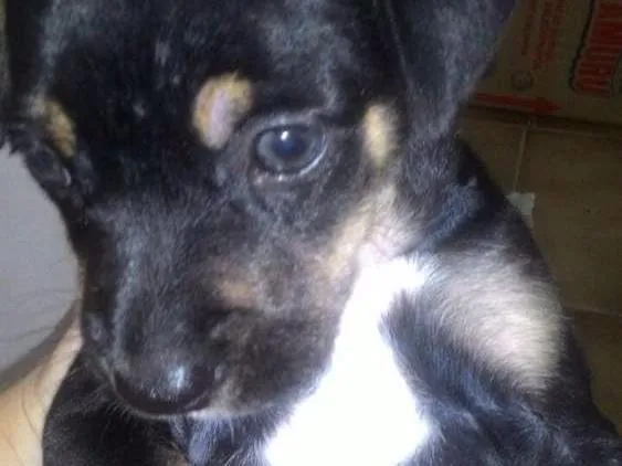 Cachorro raça Srd idade Abaixo de 2 meses nome Simba
