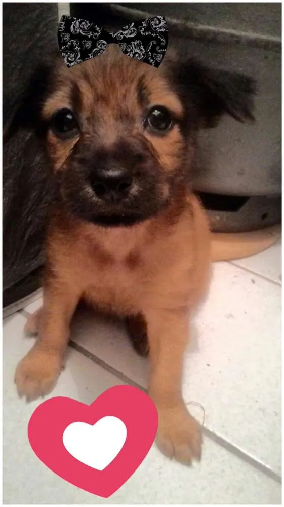 Cachorro raça Srd idade Abaixo de 2 meses nome Nala