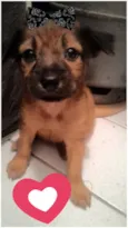 Nala