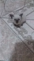 Pocotó