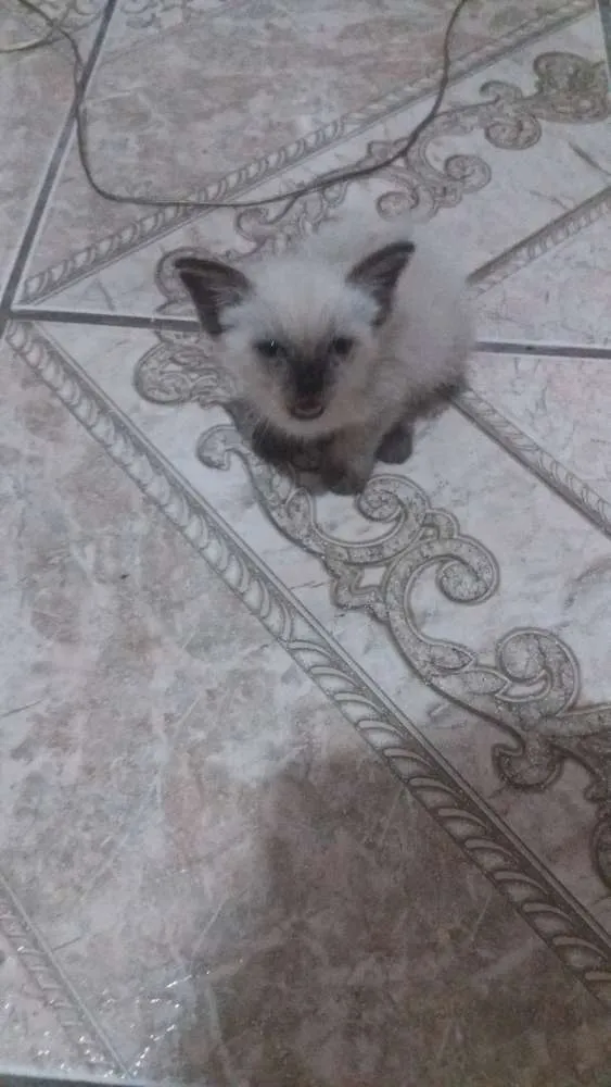 Gato ra a Siamês  idade Abaixo de 2 meses nome Pocotó