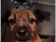Nala