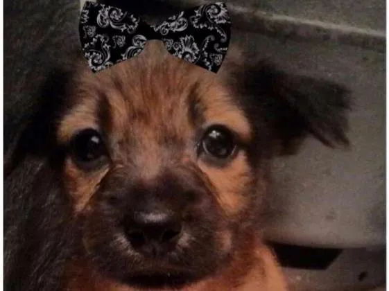 Cachorro raça Srd idade Abaixo de 2 meses nome Nala