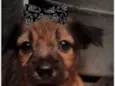 Nala