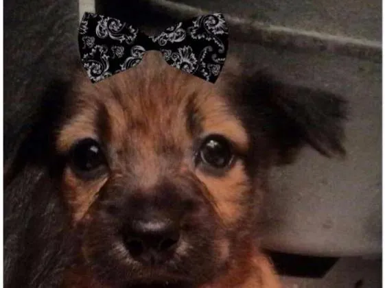 Cachorro raça Srd idade Abaixo de 2 meses nome Nala