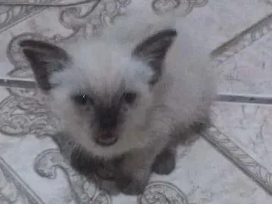 Gato ra a Siamês  idade Abaixo de 2 meses nome Pocotó