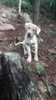 Apollo