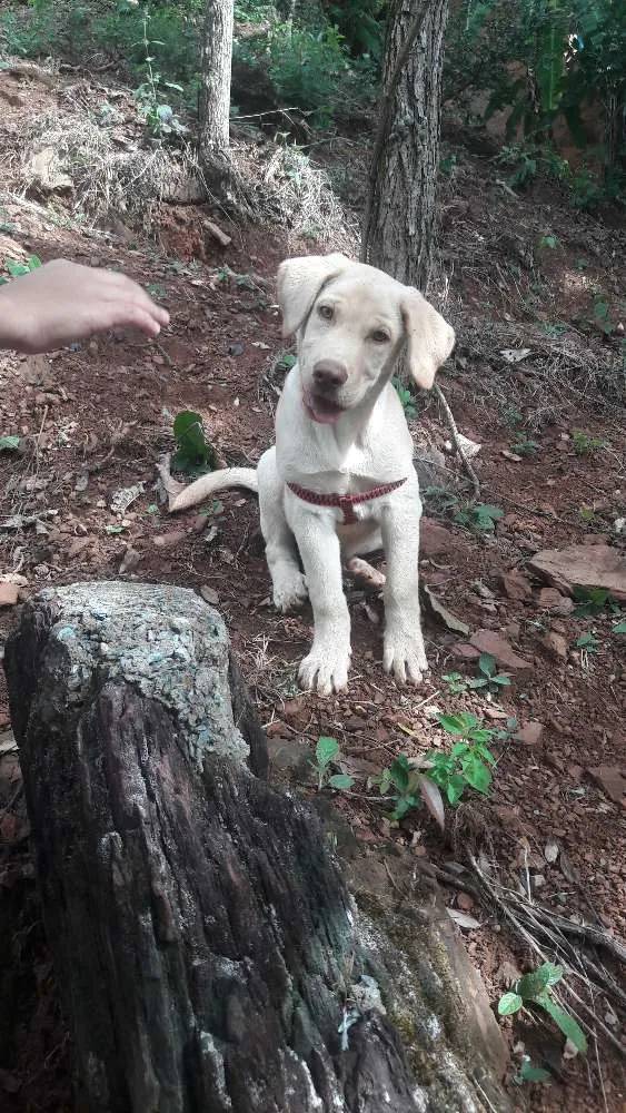 Cachorro raça Labrador idade 2 a 6 meses nome Apollo