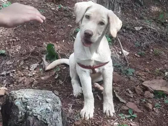 Cachorro raça Labrador idade 2 a 6 meses nome Apollo