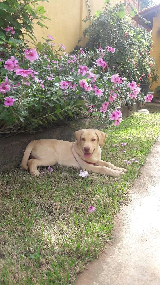 Cachorro raça Labrador idade 2 a 6 meses nome Apollo