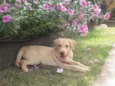 Apollo