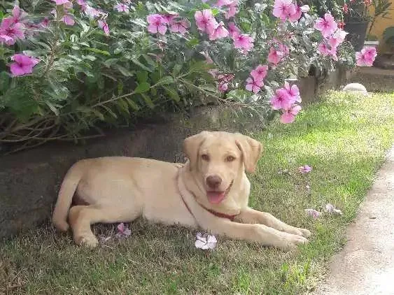 Cachorro raça Labrador idade 2 a 6 meses nome Apollo