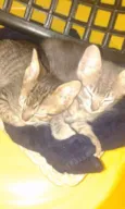 gatinho 1 e 2