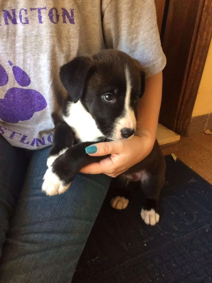 Cachorro ra a  idade 2 a 6 meses nome Sem nome