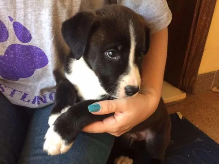 Cachorro ra a  idade 2 a 6 meses nome Sem nome