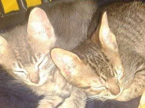 Gato ra a  idade 2 a 6 meses nome gatinho 1 e 2