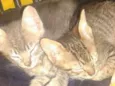 gatinho 1 e 2