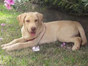 Cachorro raça Labrador idade 2 a 6 meses nome Apollo