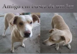 Cachorro raça Cruza com Labrador idade 6 ou mais anos nome Branco