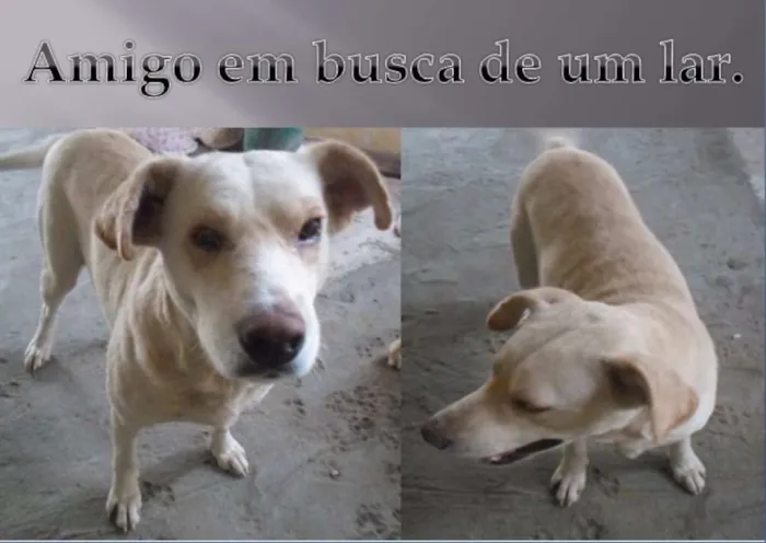 Cachorro ra a Cruza com Labrador idade 6 ou mais anos nome Branco