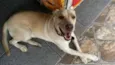Labrador