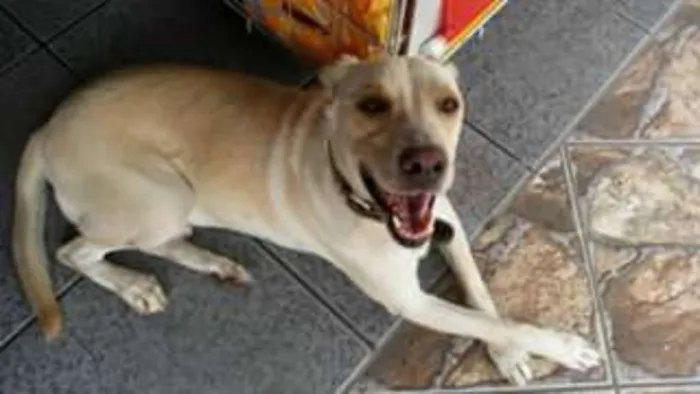 Cachorro ra a mix de labrador idade 3 anos nome Labrador