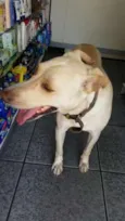 Labrador