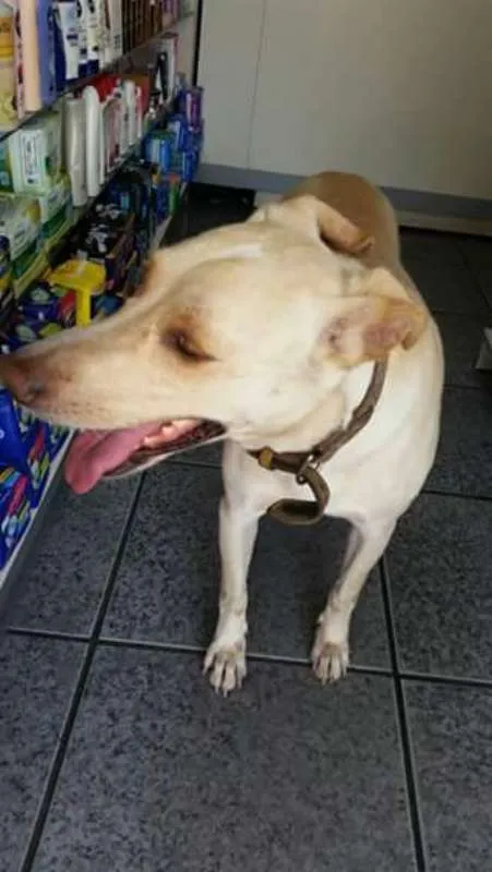 Cachorro ra a mix de labrador idade 3 anos nome Labrador