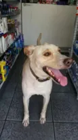 Labrador