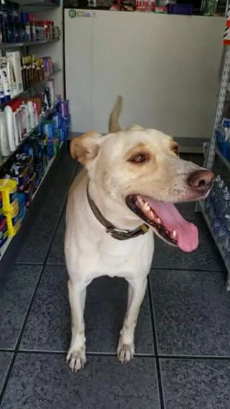 Cachorro ra a mix de labrador idade 3 anos nome Labrador