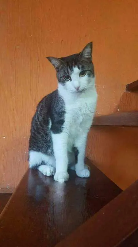 Gato raça Pelo Curto Brasileiro idade 3 anos nome Félix