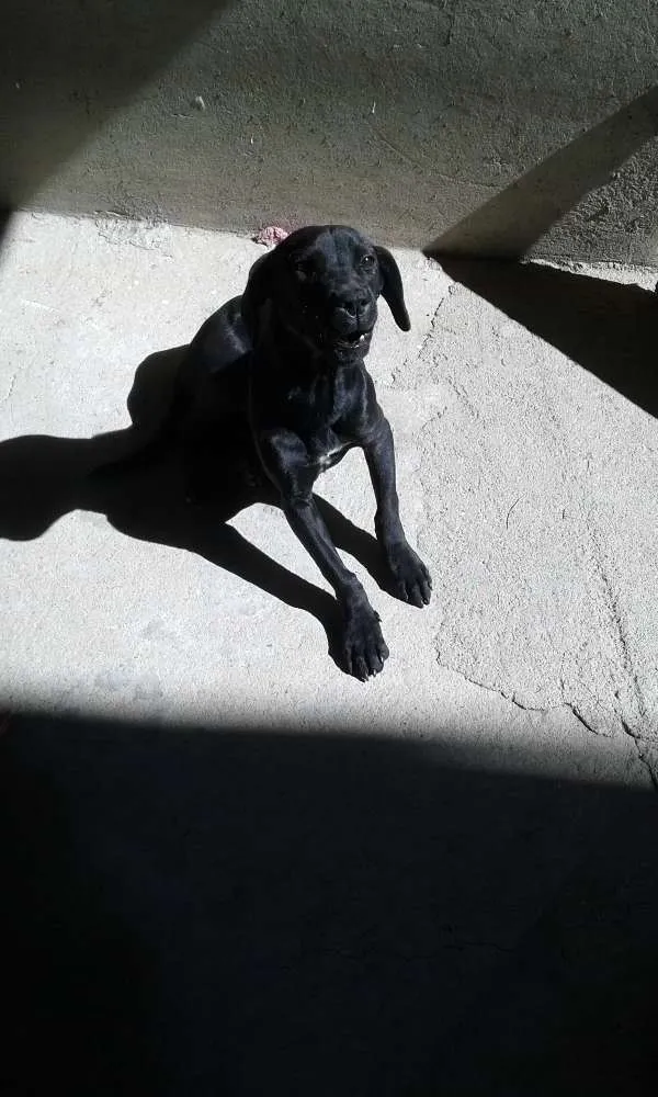 Cachorro ra a Mestiço labrador idade 2 a 6 meses nome Luk