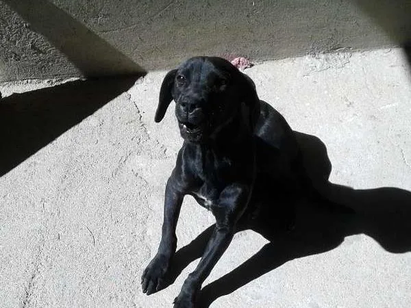 Cachorro ra a Mestiço labrador idade 2 a 6 meses nome Luk