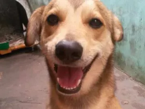 Cachorro raça Virá lata  idade 2 a 6 meses nome Dino