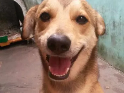Cachorro raça Virá lata  idade 2 a 6 meses nome Dino
