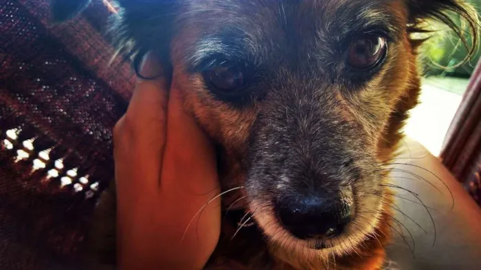 Cachorro raça Viralata m idade 4 anos nome Princesa , baixinha