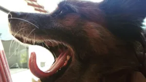 Cachorro raça Viralata m idade 4 anos nome Princesa , baixinha