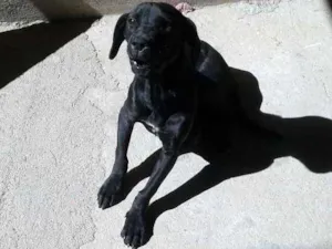 Cachorro raça Mestiço labrador idade 2 a 6 meses nome Luk